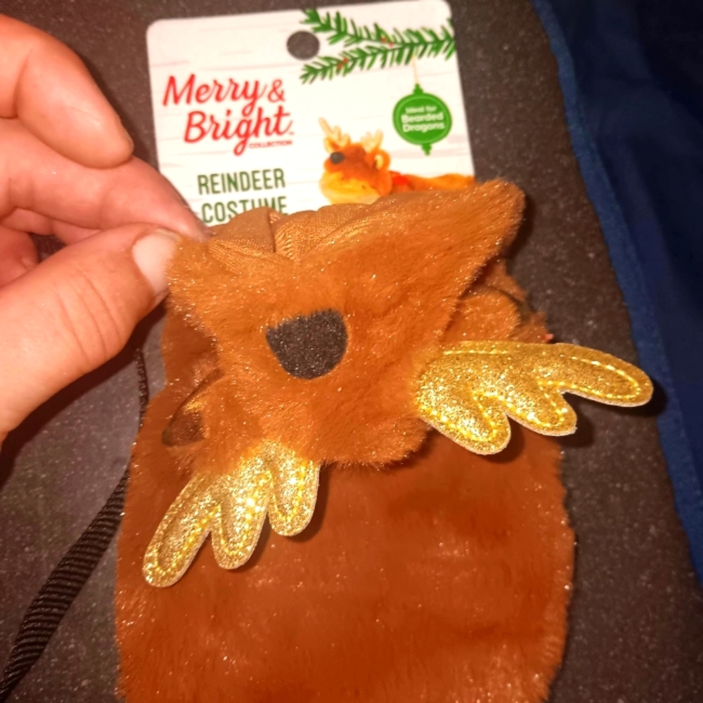 Bearded dragon outfits and a light